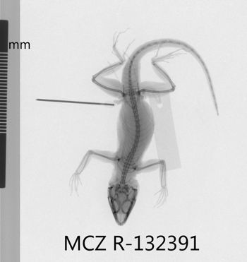 Media type: image;   Herpetology R-132391 Aspect: dorsoventral x-ray